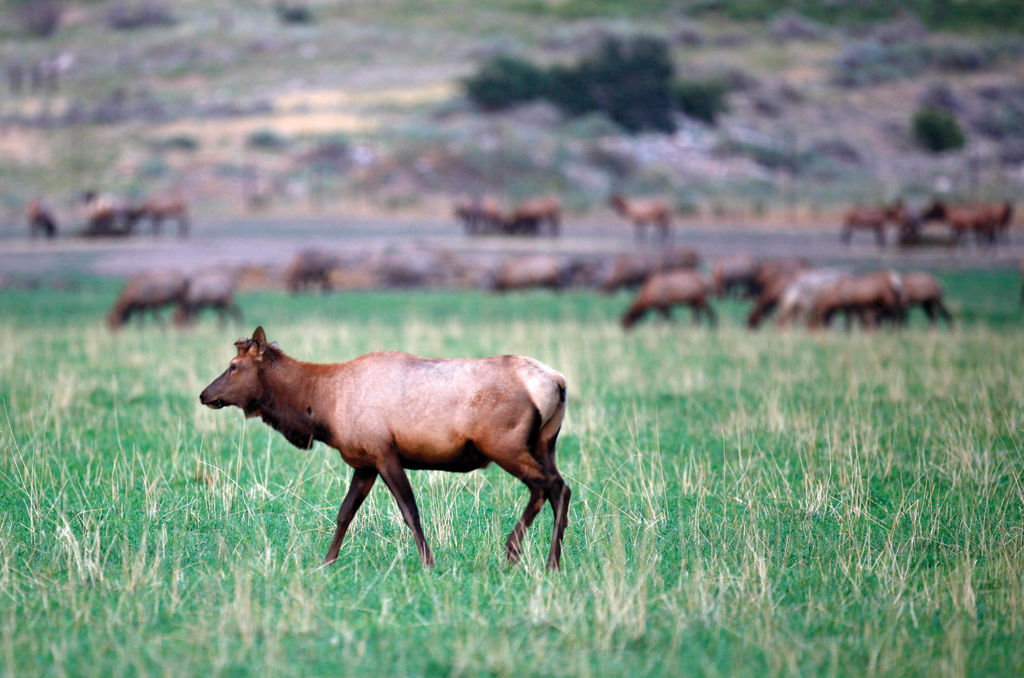 State’s largest elk ranch keeps growing News, Sports, Jobs Standard